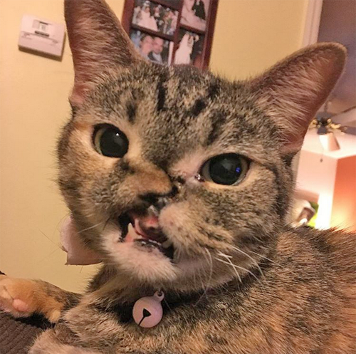 Meet The Adorable Tabby Cat Who Was Shot In The Face As A Kitten But ...