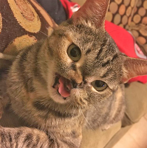 Meet The Adorable Tabby Cat Who Was Shot In The Face As A Kitten But ...