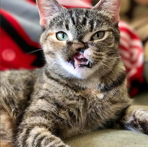 Meet The Adorable Tabby Cat Who Was Shot In The Face As A Kitten But ...