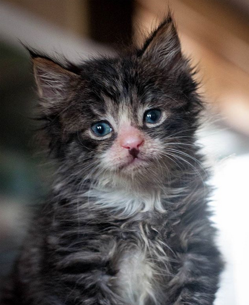 fluffy rescue kitten with feline asthma and chronic gastritis