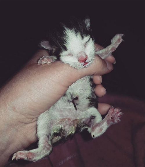 Meet The Adorable Kitten Who Was Abandoned By His Mom When He Was 24 