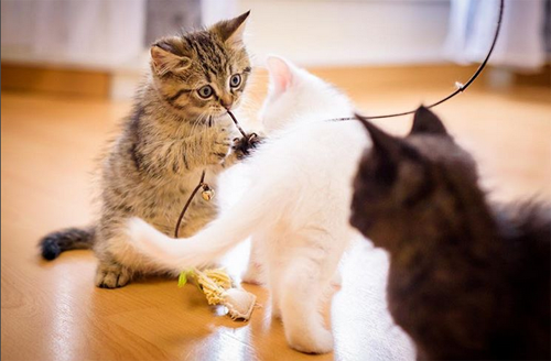 kittens with feline asthma