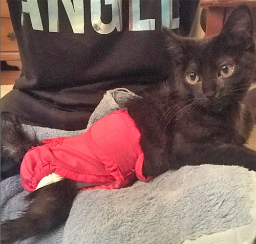 black kitten with hind leg paralysis