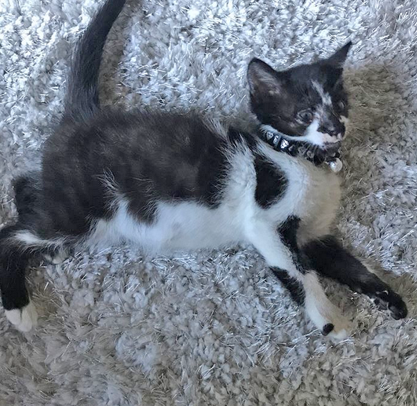 black and white wobbly kitten cerebellar hypoplasia