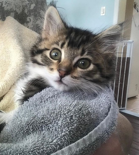 Meet The Stunning Kitten With Hind Leg Paralysis Who Stole Her Foster ...