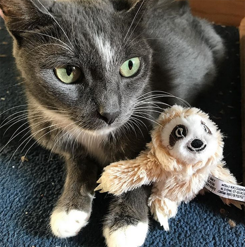 grey and white senior cat