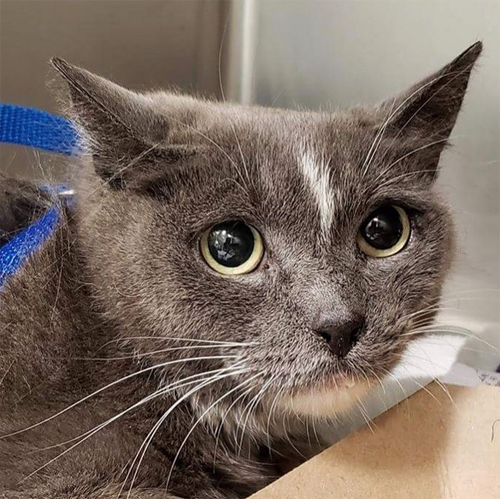 grey and white senior cat