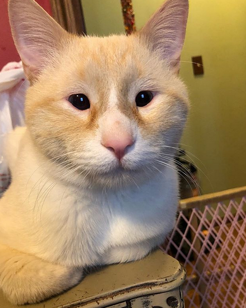 Meet The Handsome Cat With Micropthalmia Who Was Reunited With His One ...