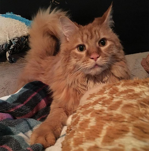 rescue cats with cerebellar hypoplasia