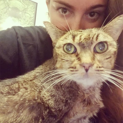 Meet The Stunning Cat With Cushing’s Disease Who Is Coping With This