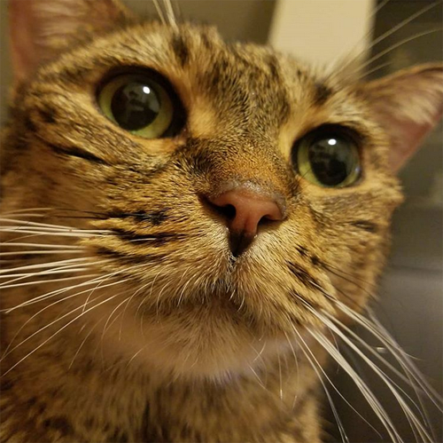 Meet The Stunning Cat With Cushing’s Disease Who Is Coping With This