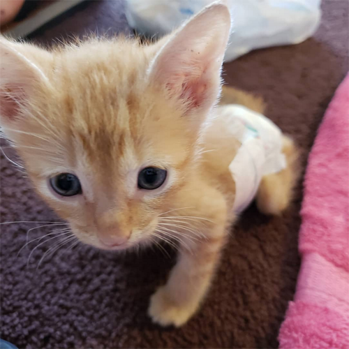 orange paralyzed rescue kitten