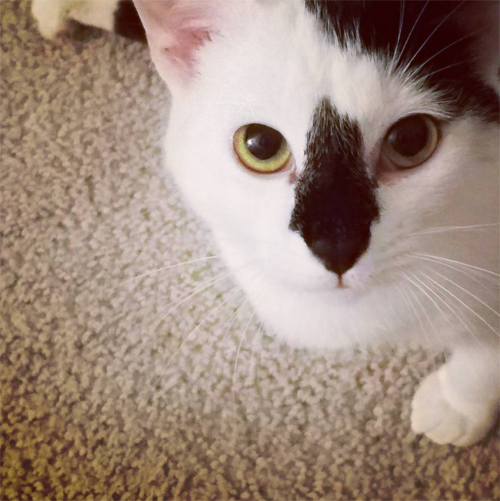 black and white cat with hind leg paralysis and incontinence