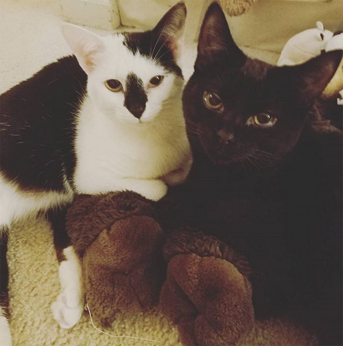 black and white cat with hind leg paralysis and incontinence