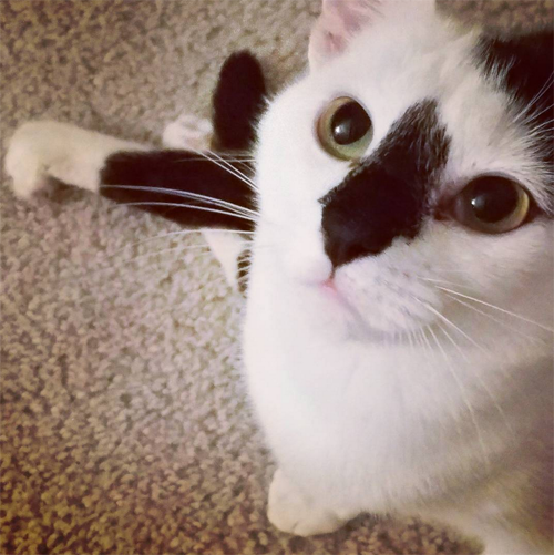 black and white cat with hind leg paralysis and incontinence