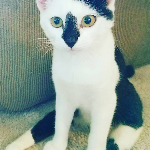 black and white cat with hind leg paralysis and incontinence