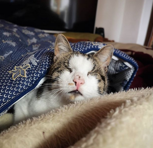 blind tabby and white rescue cat