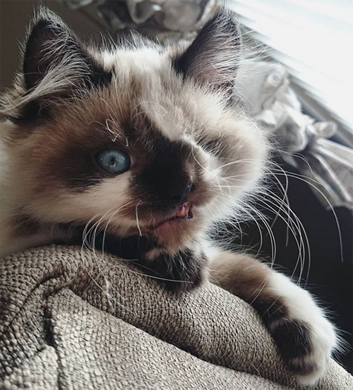 one eyed himalayan rescue cat with a cleft lip
