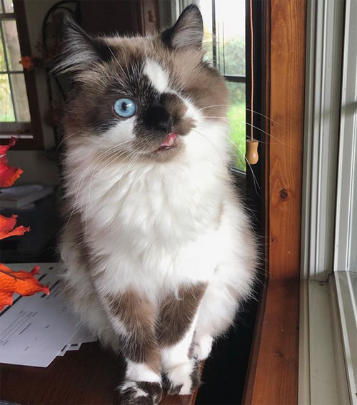 one eyed himalayan rescue cat with a cleft lip
