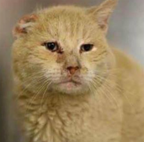 fiv positive former street cat
