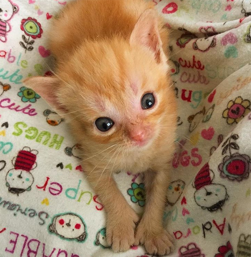 polydactyl kitten with hydrocephalus