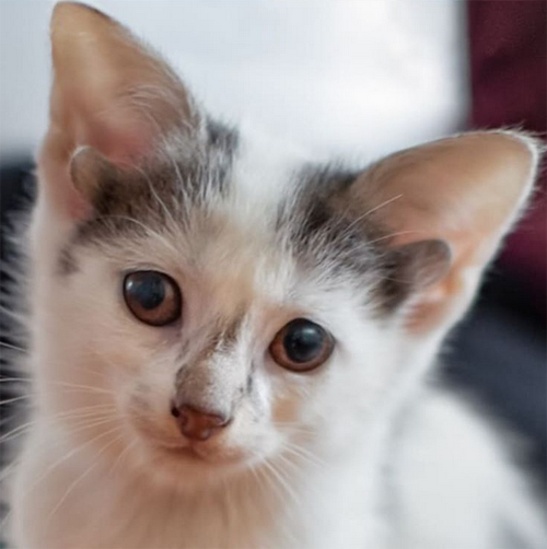 four eared rescue kitten with severe overbite