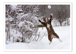 set of cat christmas cards