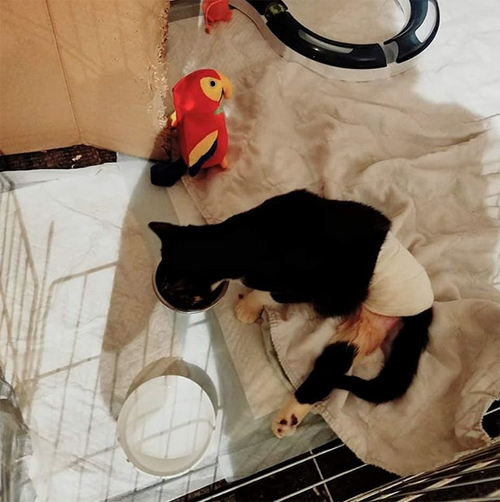 paralyzed incontinent tuxedo cat