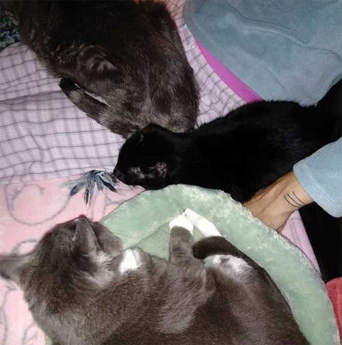 black cat abuse survivor