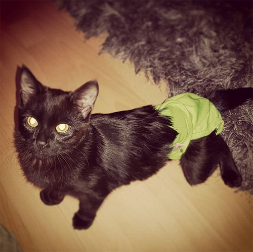 black cat with hind leg paralysis