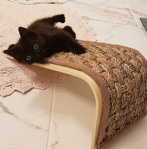 black rescue kitten with cerebellar hypoplasia