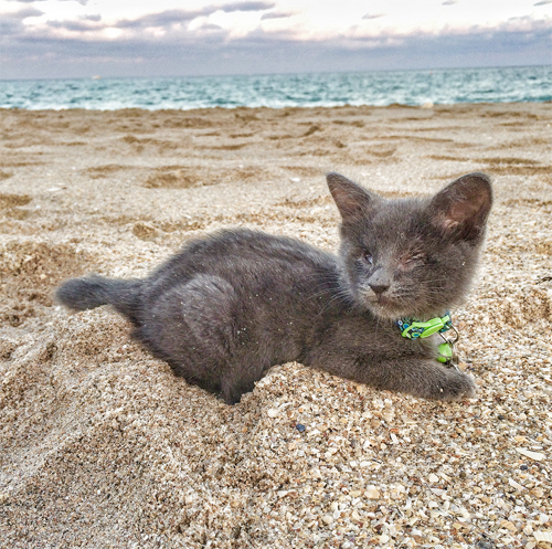 blind grey rescue kitten