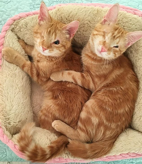 Meet The Adorable Pair Of One-eyed Cats With Eyelid Agenesis Who Found ...