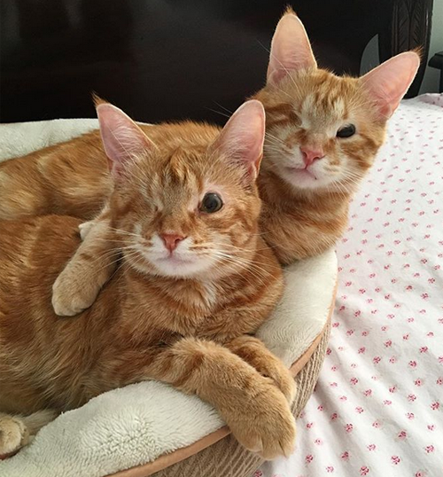 Meet The Adorable Pair Of One-eyed Cats With Eyelid Agenesis Who Found ...