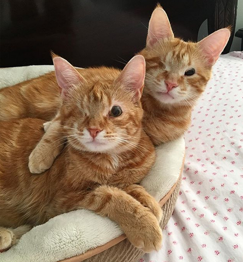 one-eyed ginger cats with feline eyelid agenesis