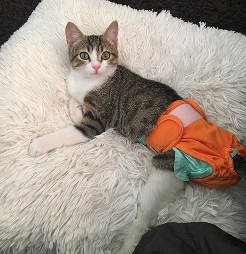 Meet The Adorable Kitten With Hind Leg Paralysis Who Is Getting ...