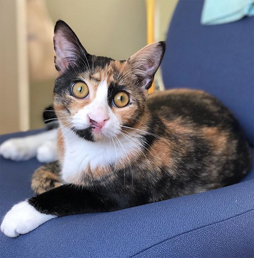 Meet The Stunning Cat With A Cleft Lip Who Is Thriving Thanks To Her ...