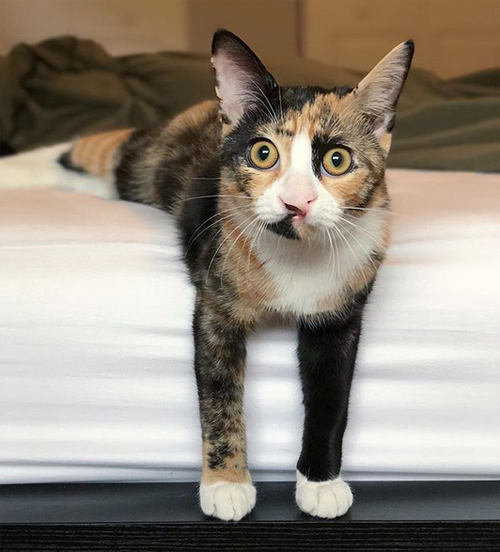 calico rescue cat cleft lip