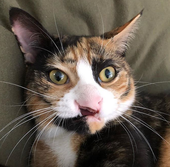 Meet The Stunning Cat With A Cleft Lip Who Is Thriving Thanks To Her ...