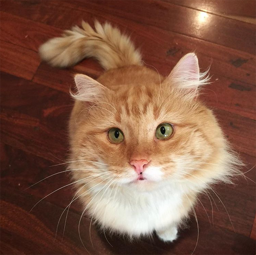 ginger former street cat with fiv