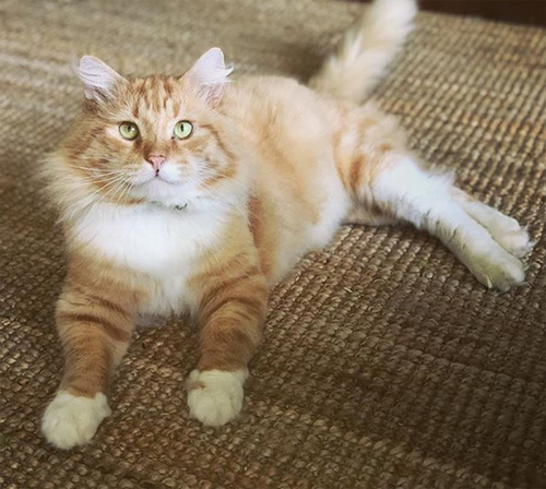 ginger former street cat with fiv