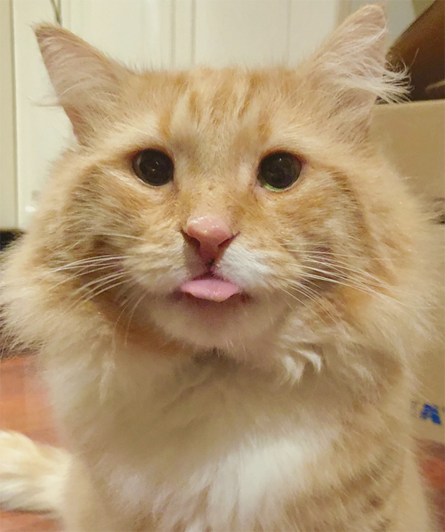 ginger former street cat with fiv