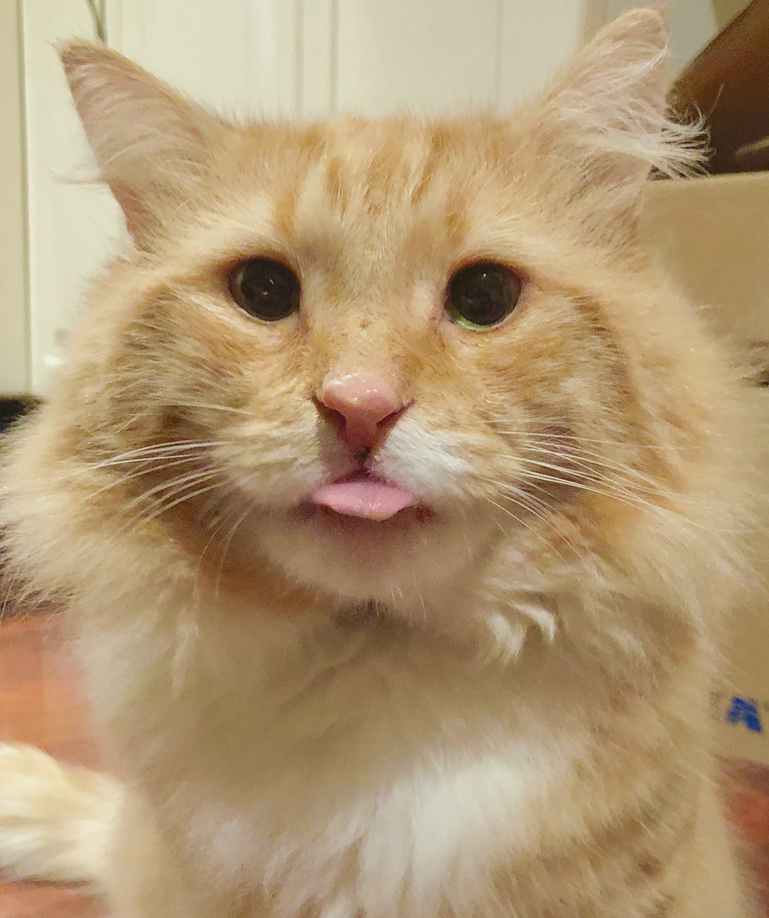 Meet The Sweet And Silly Former Street Cat With FIV Who Found An