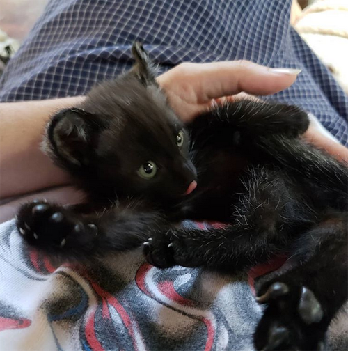 Meet The Adorable One-eared Kitten Who Found His Forever Home After He ...