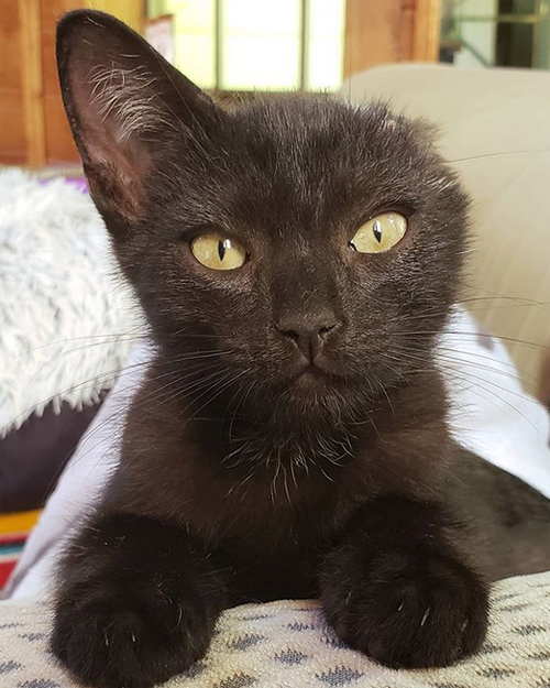 black one-eared rescue kitten