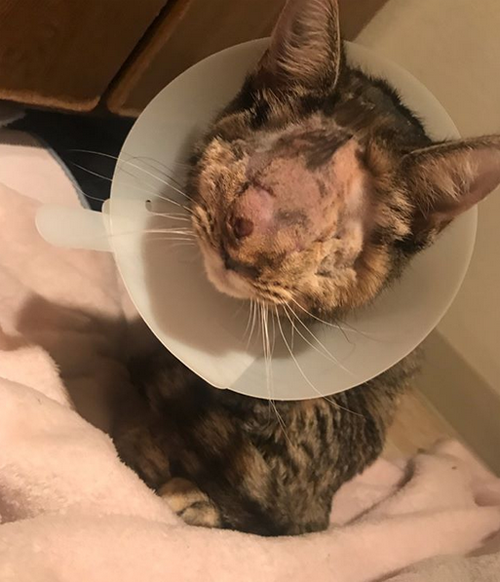 blind tabby rescue kitten
