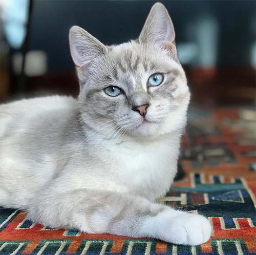 three legged rescue kitten