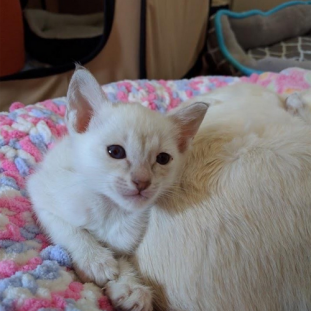 Meet The Stunning Cat Who Is Thriving Despite Having Flat-chested ...