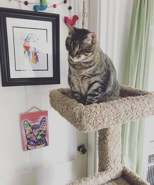 blind tabby rescue cat