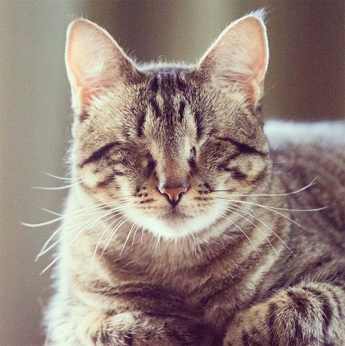 Meet The Beautiful Blind Cat Who Lost Both Of Her Eyes But Found The ...